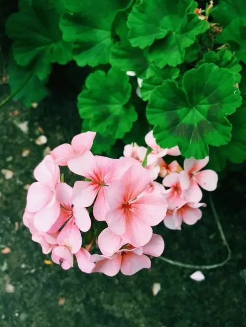 为什么有的天竺葵不开花,天竺葵不开花是什么原因呢