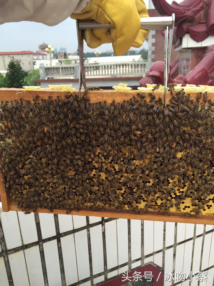 蜜蜂介入蜂王最好方法,抖蜂机伤蜂王吗