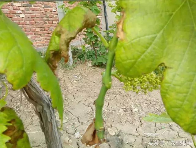 葡萄黄化枯叶怎么回事,葡萄叶尖枯叶是怎么回事