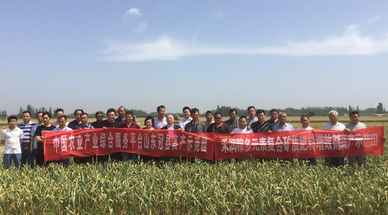 油桃大量上市相约莒县油桃市场,冠县大棚油桃价格表