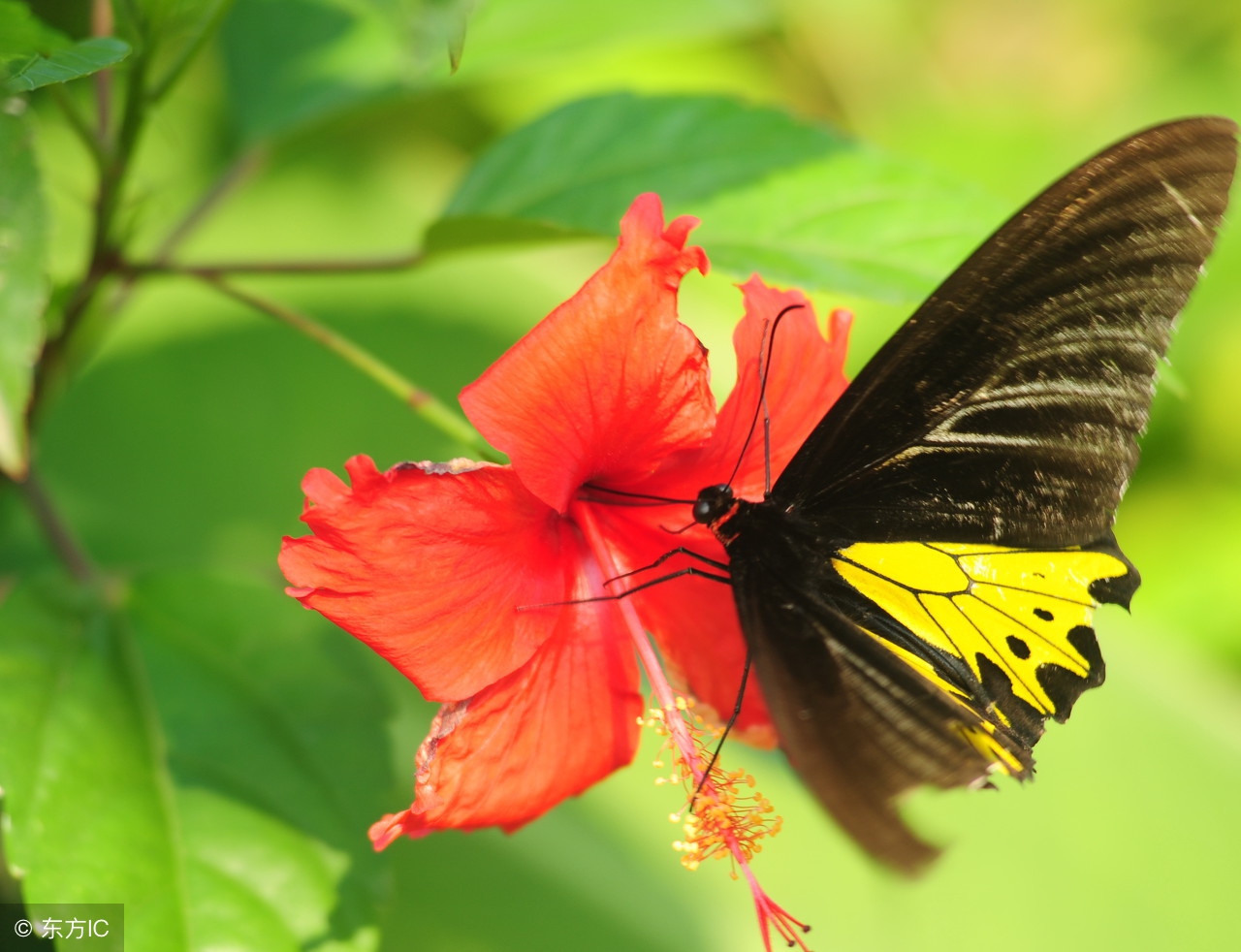 借物喻人是一种常用的写作方法,文学作品里的借物喻人