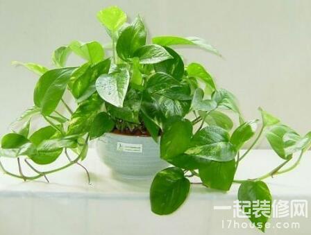 室内温度10度左右适合养什么绿植,夏天室内可降温的绿植物