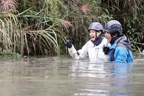 angelababy和杨紫的新综艺,angelababy和杨紫的综艺节目