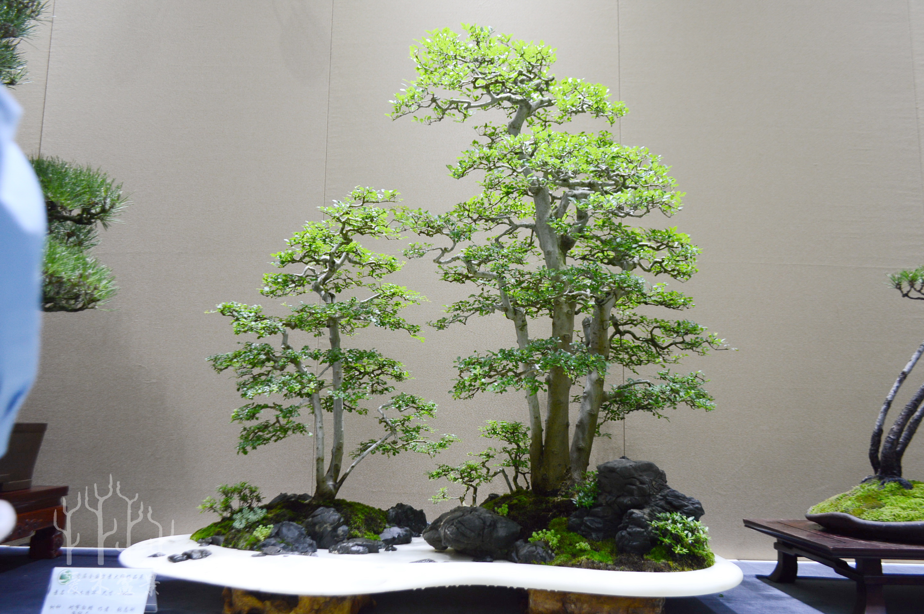 盆景大师张志刚简历,盆景大师张志刚所有作品欣赏