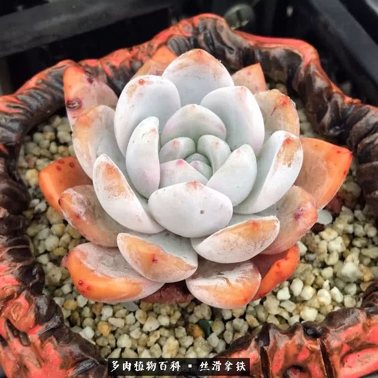 总结一下养多肉的夏天,好养活的多肉冬天和夏天