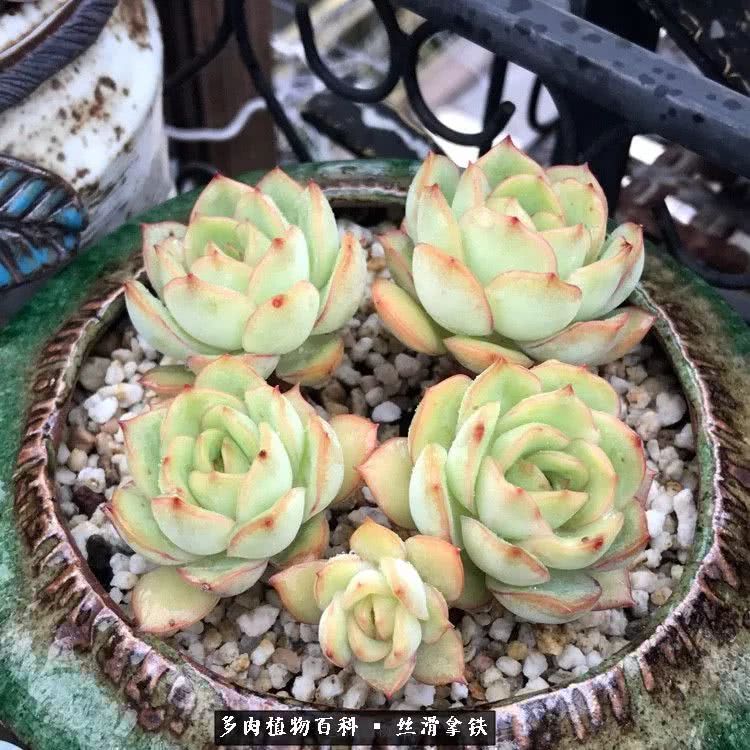 总结一下养多肉的夏天,好养活的多肉冬天和夏天