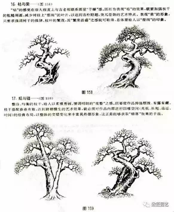 树木盆景蟠扎造型方法,树桩盆景的树木造型制作顺序