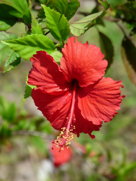 马尔代夫月桂岛攻略,7月份去马尔代夫