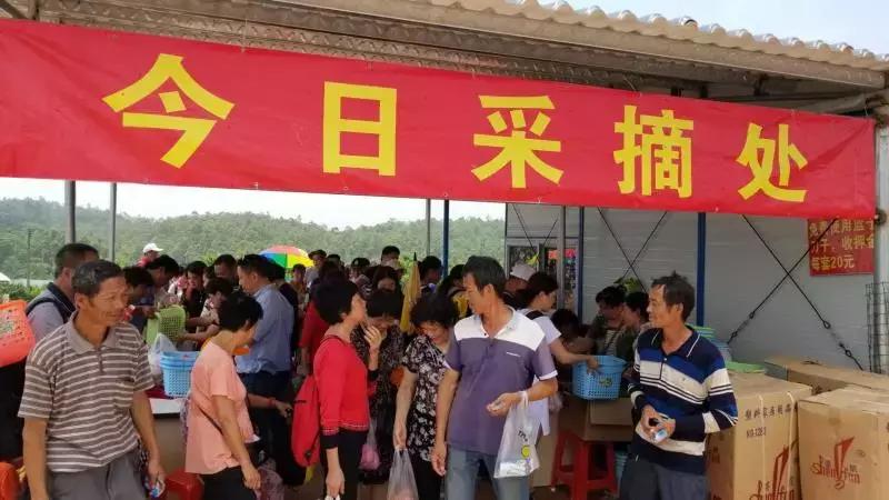 清甜爽脆的台湾甜桃已开采摘啦！30元任摘任吃！速度约起来！