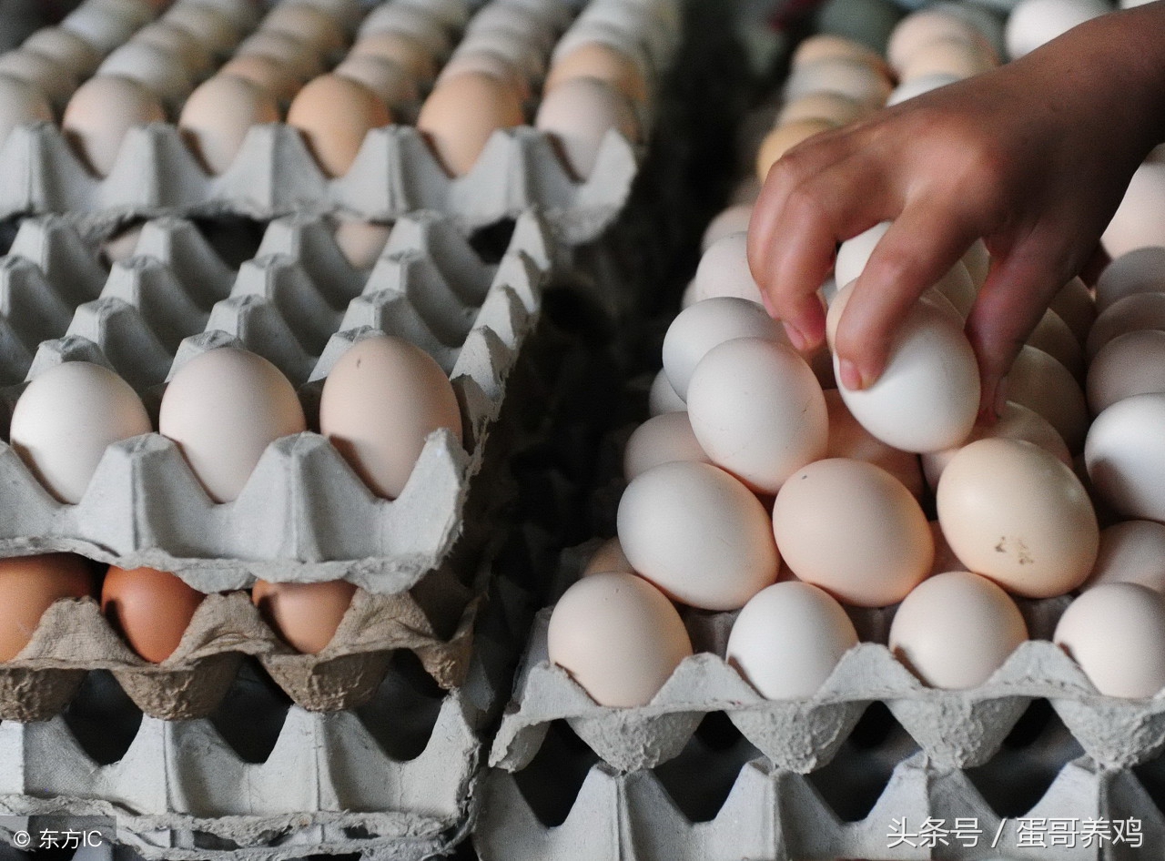 如何提高养鸡的鸡蛋品质,养鸡秘诀学会这几招