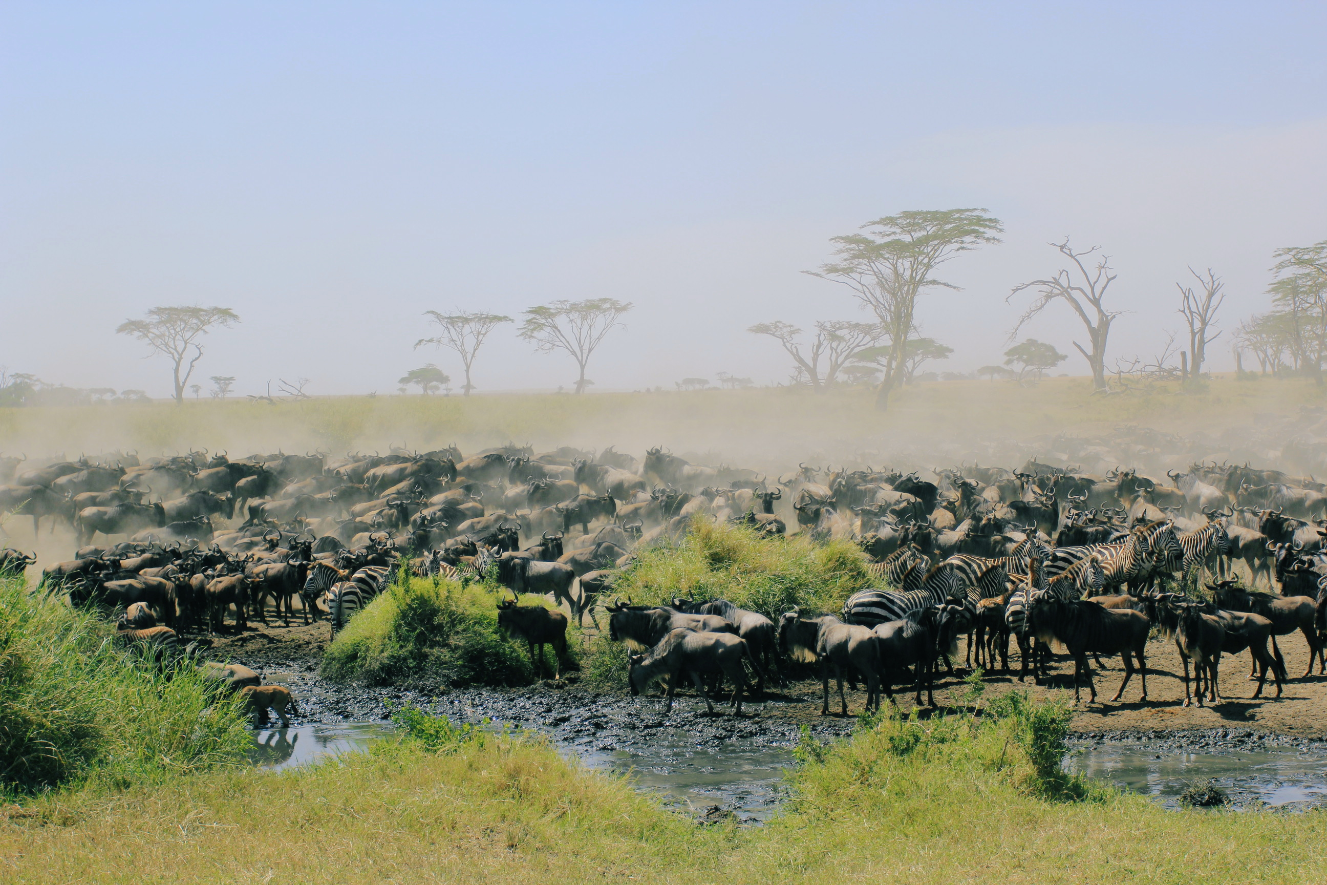 东非动物大迁徙央视,东非大草原动物大迁徙