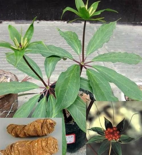 农村专门治疗跌打损伤的植物,跌打损伤吃什么植物消炎去肿痛