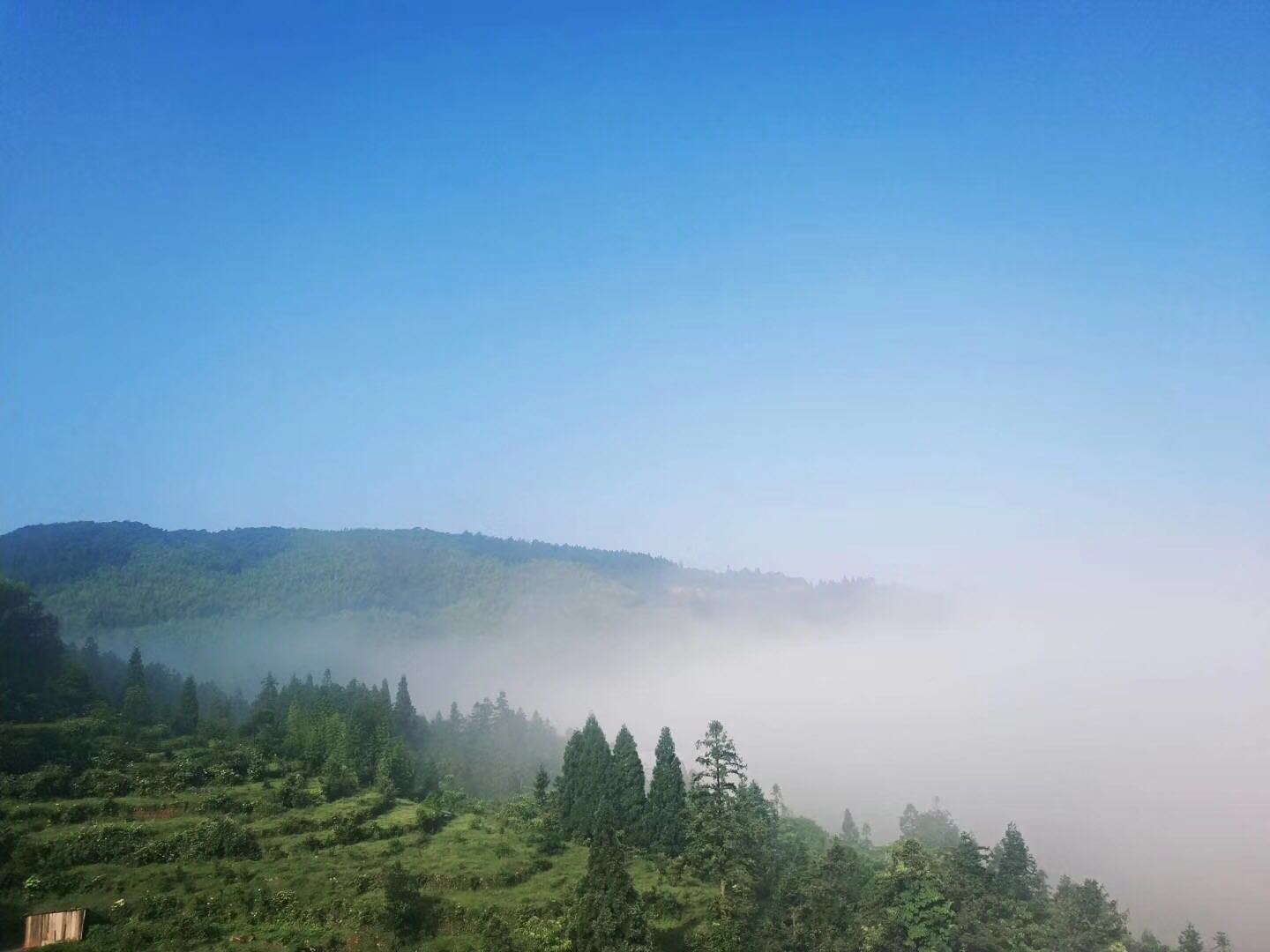 福建儿时的记忆山上的野果,福建山上秋天野果