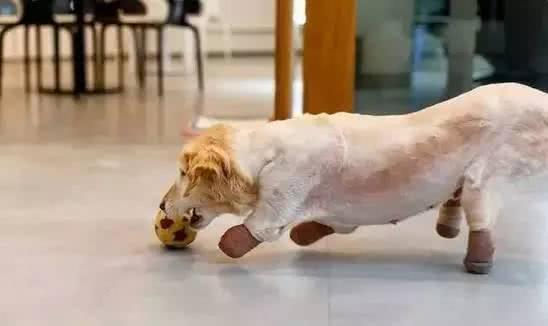 金毛被遗弃垃圾桶旁5天,金毛因身上腐烂被主人遗弃