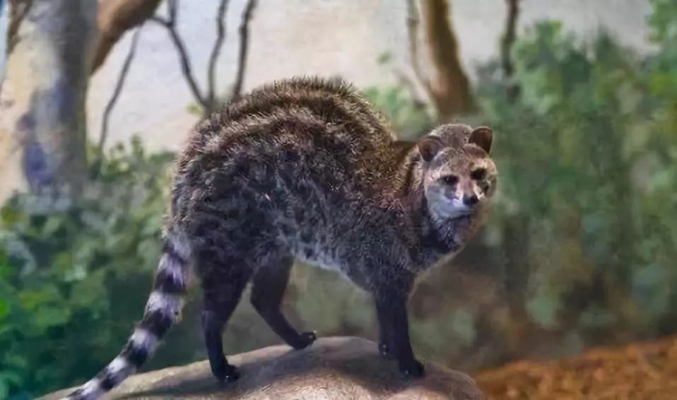 代购背后的骗局,代购十大骗局揭秘图