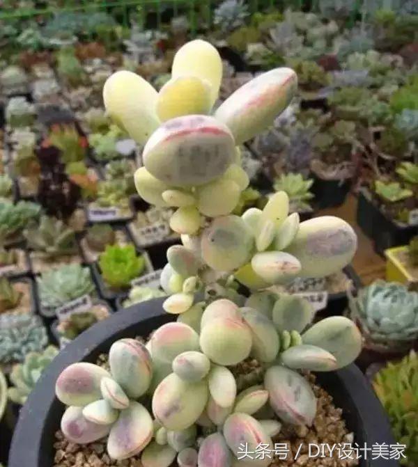看看这些售价万元的多肉你认识几个
