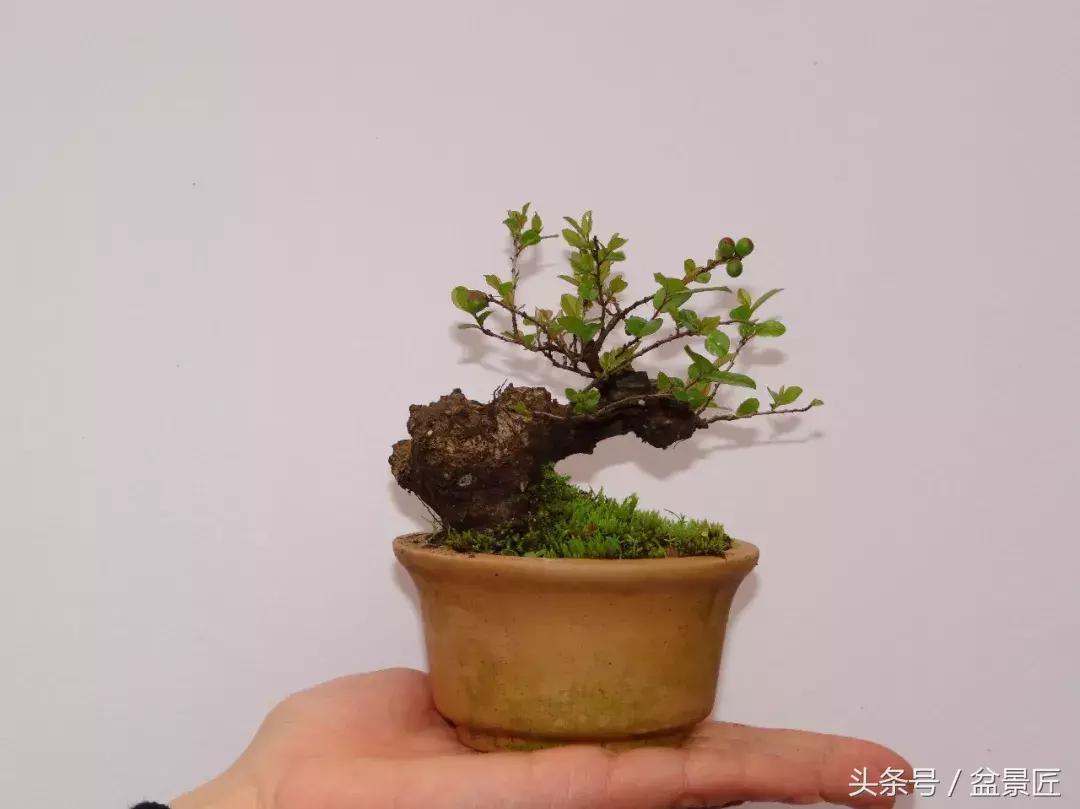 盆景快死了如何救活,买的盆景养不长的套路