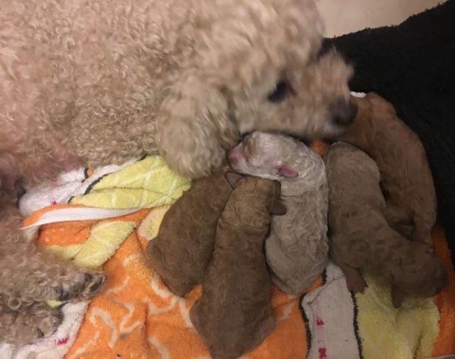 泰迪看到主人吃东西,泰迪看到一只陌生小黑狗