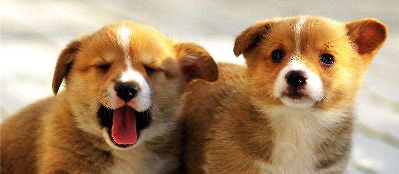 训练狗狗不乱咬东西教程,狗狗随意在家里大小便怎么训练