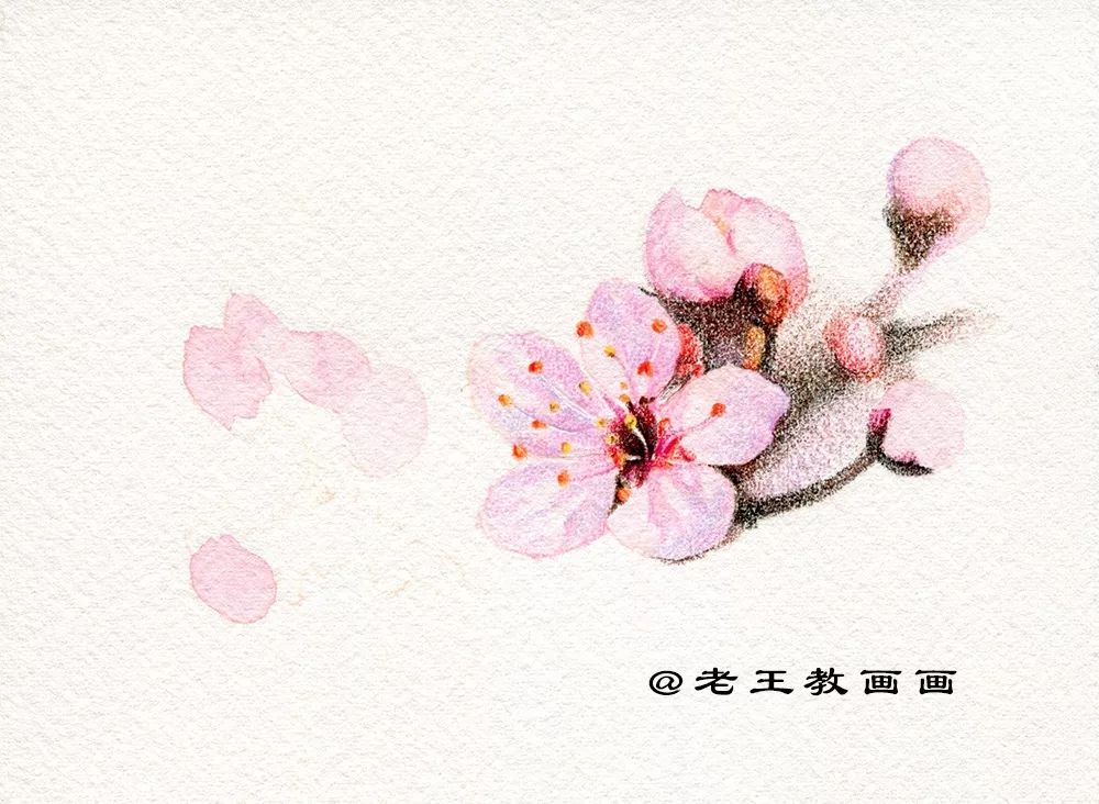 名师教你画桃花,崔老师教你画桃花