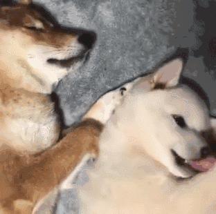 狗狗用小爪爪吃东西,吃货狗狗自己吃