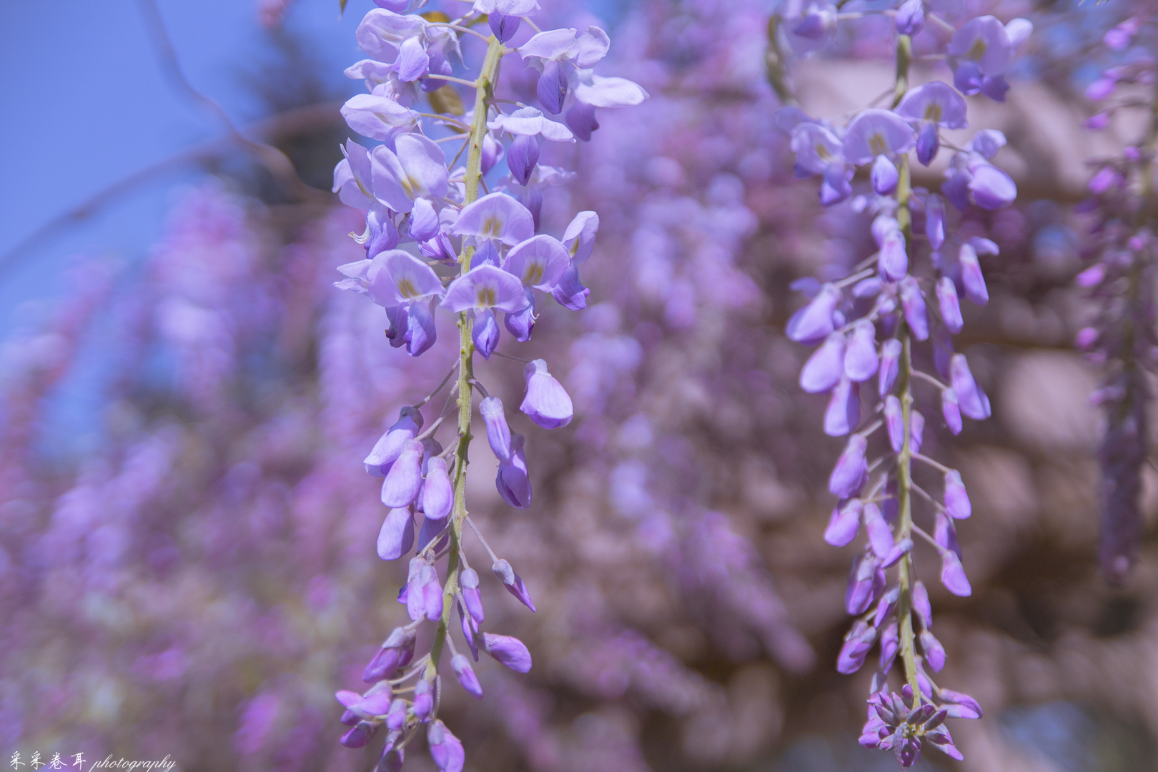 紫藤与晚樱粉紫色的甜蜜梦幻