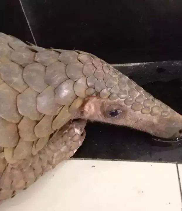 代购十大骗局揭秘图,揭露各种海外代购真相