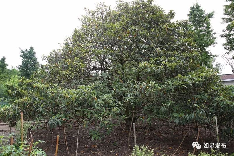 如皋这个地方种了一种神奇的树！树上会掉“金蛋”，“无涌”的人去“抢”！