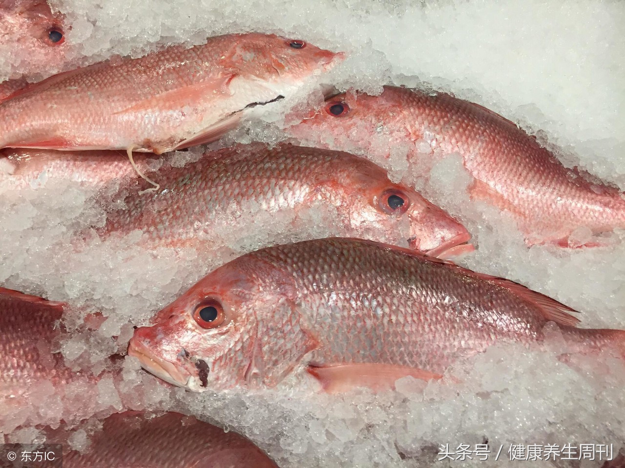 冰冻鱼和冰鲜鱼,冰冻鱼与新鲜鱼营养价值一样吗
