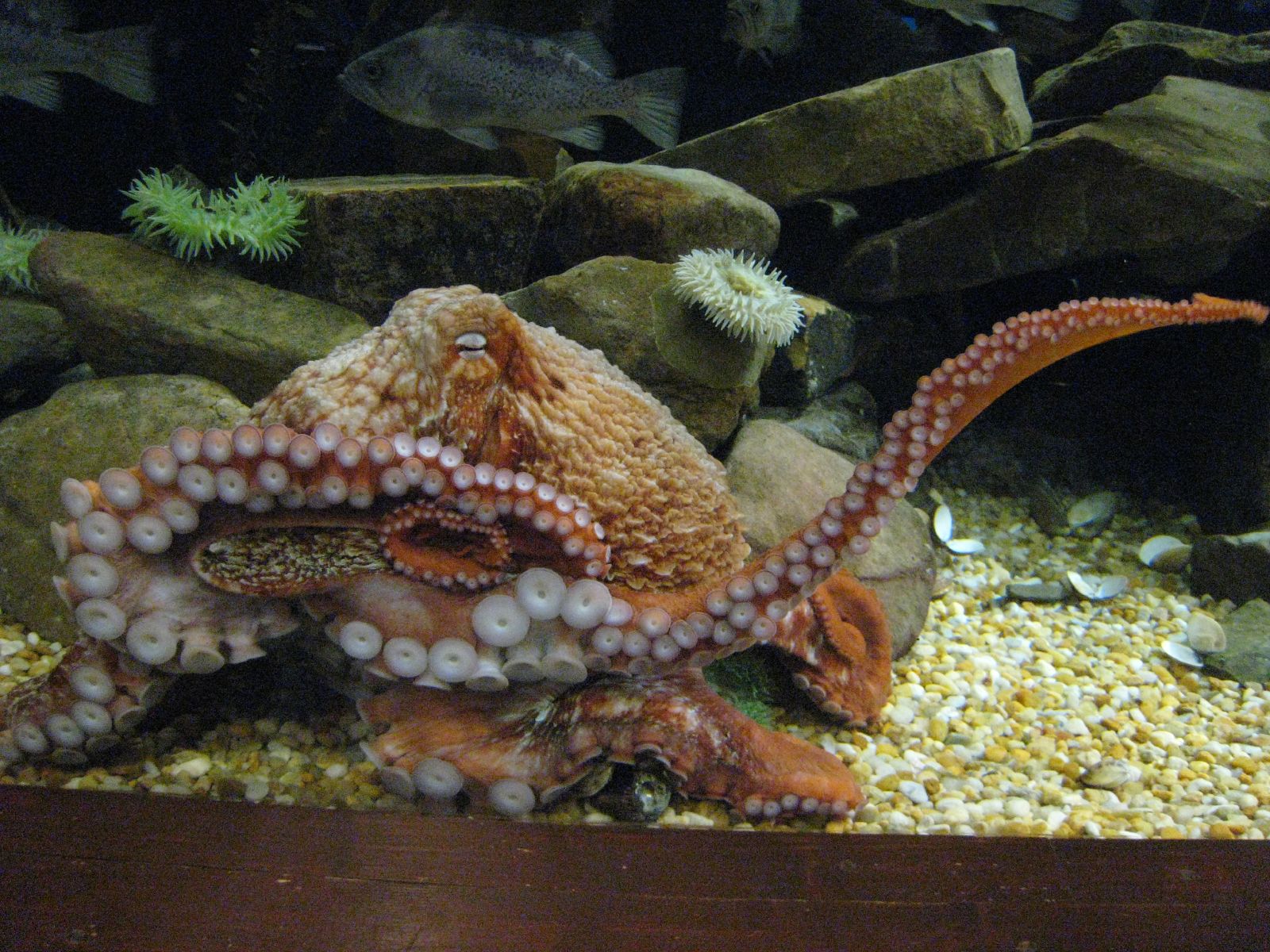 章鱼和乌贼墨鱼有什么区别,章鱼鱿鱼墨鱼乌贼是同一科吗