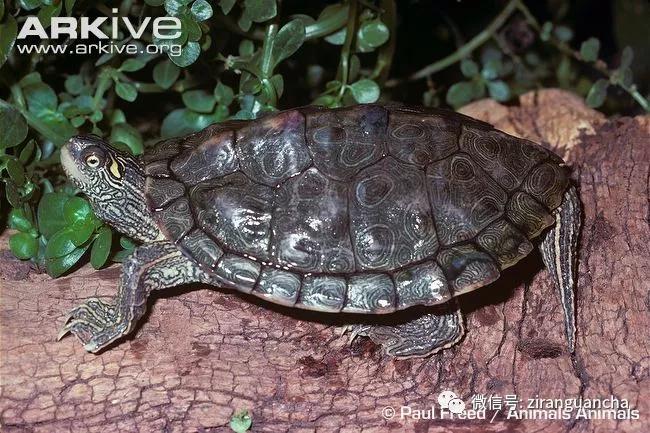 地图龟的背部长什么样,奇特的地图龟图片