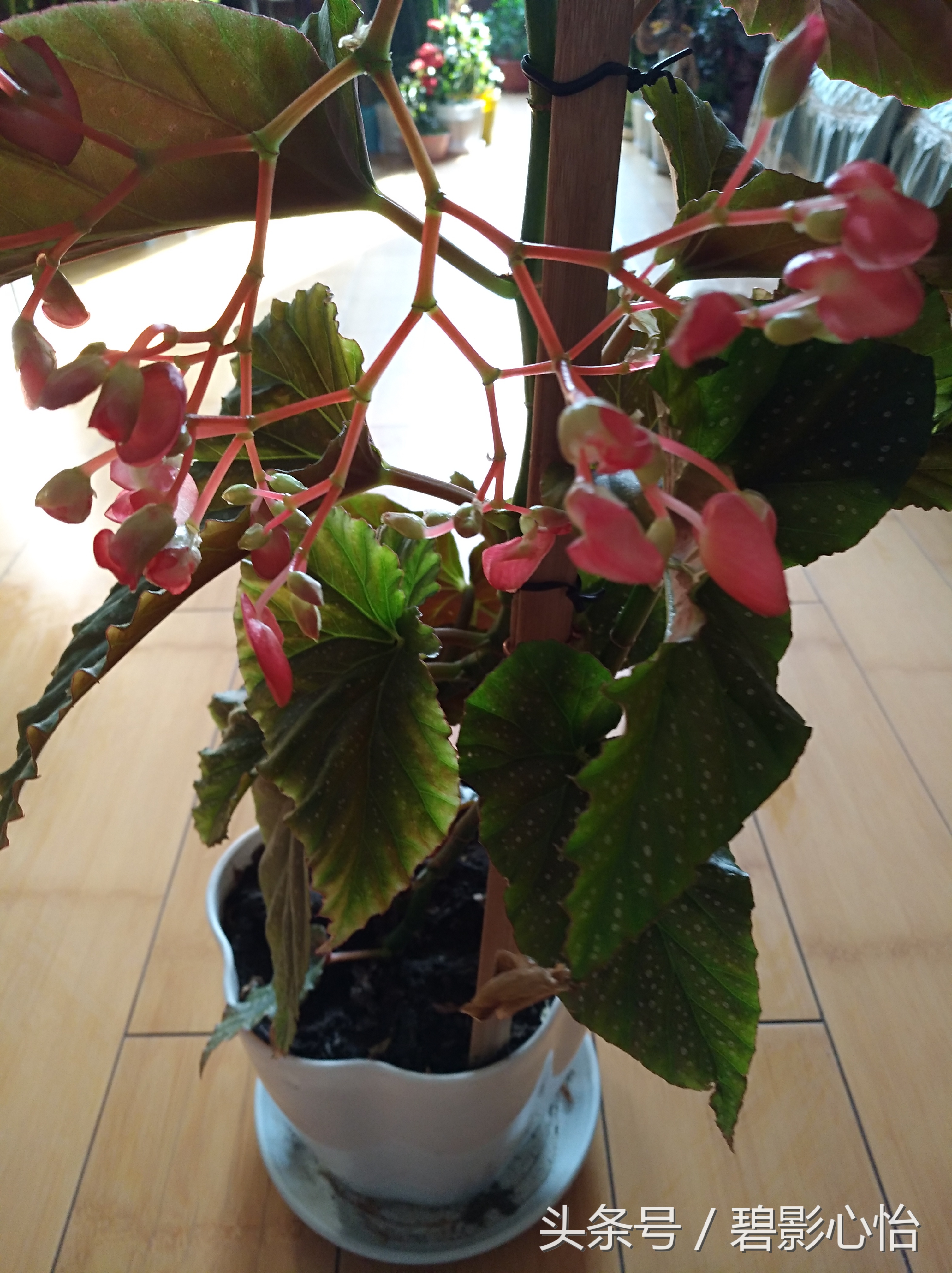 花痴絮花语，赏花好心情