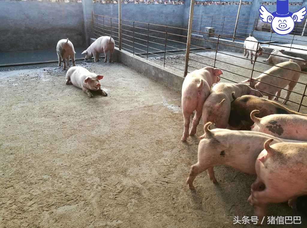 猪也是需要补充微量元素的，但是方法一定要选对