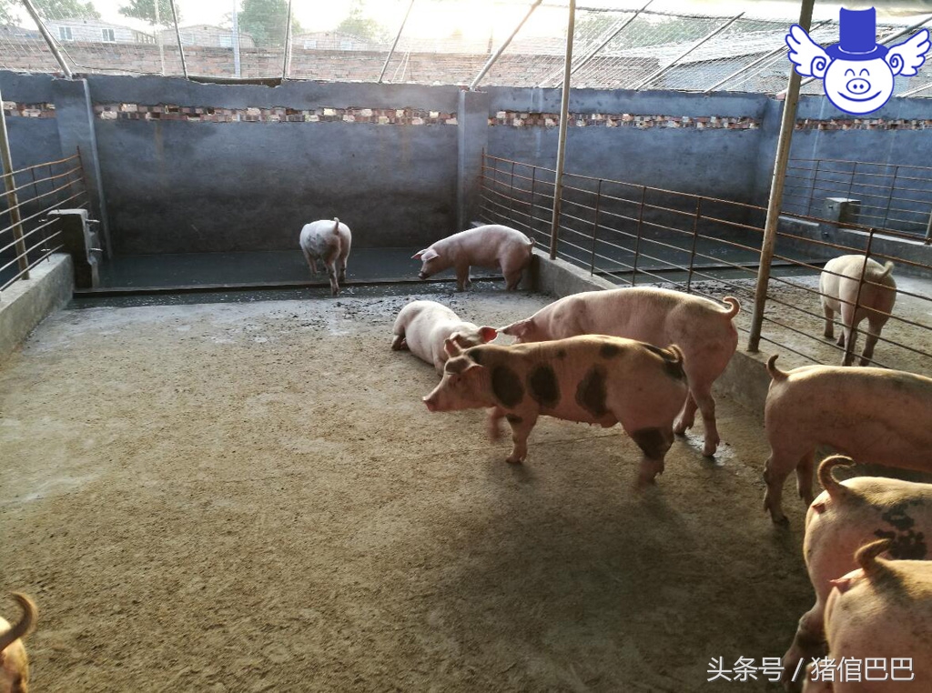 猪也是需要补充微量元素的，但是方法一定要选对