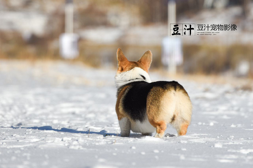 一个月大的柯基的皮肤病怎么治,柯基怎么防止皮肤病