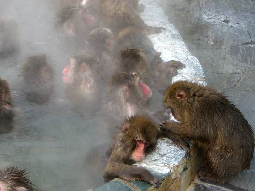 日本猴子泡温泉销魂照走红，这也太享受了，你想来吗？