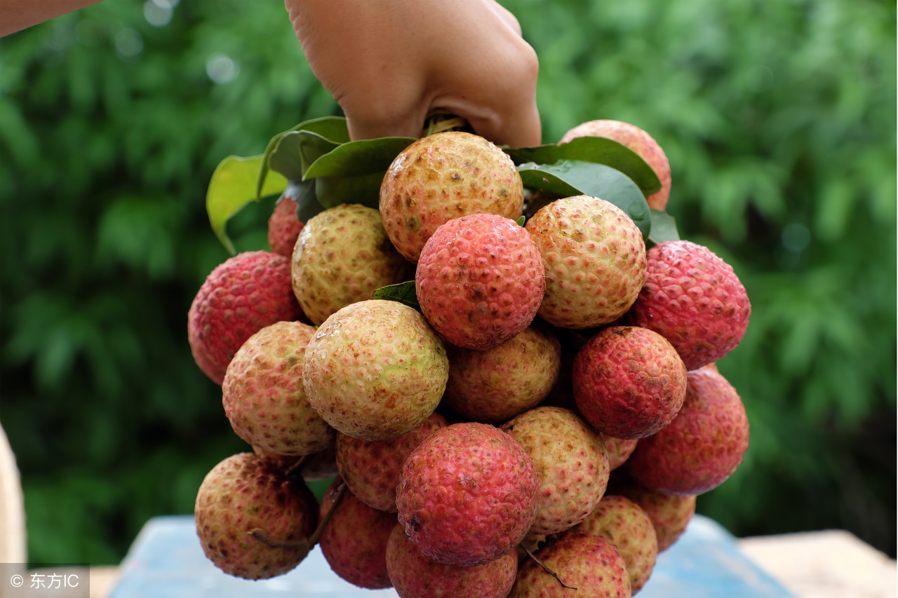 荔枝开摘了！粤西最全荔枝园农家乐情报分享广东吃货约起！