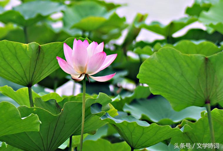 荷花莲花的唯美诗句,十首莲花诗词醉美这个夏天