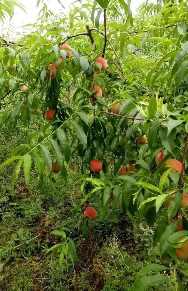 成都摘桃子地方推荐,桃子熟了去摘桃