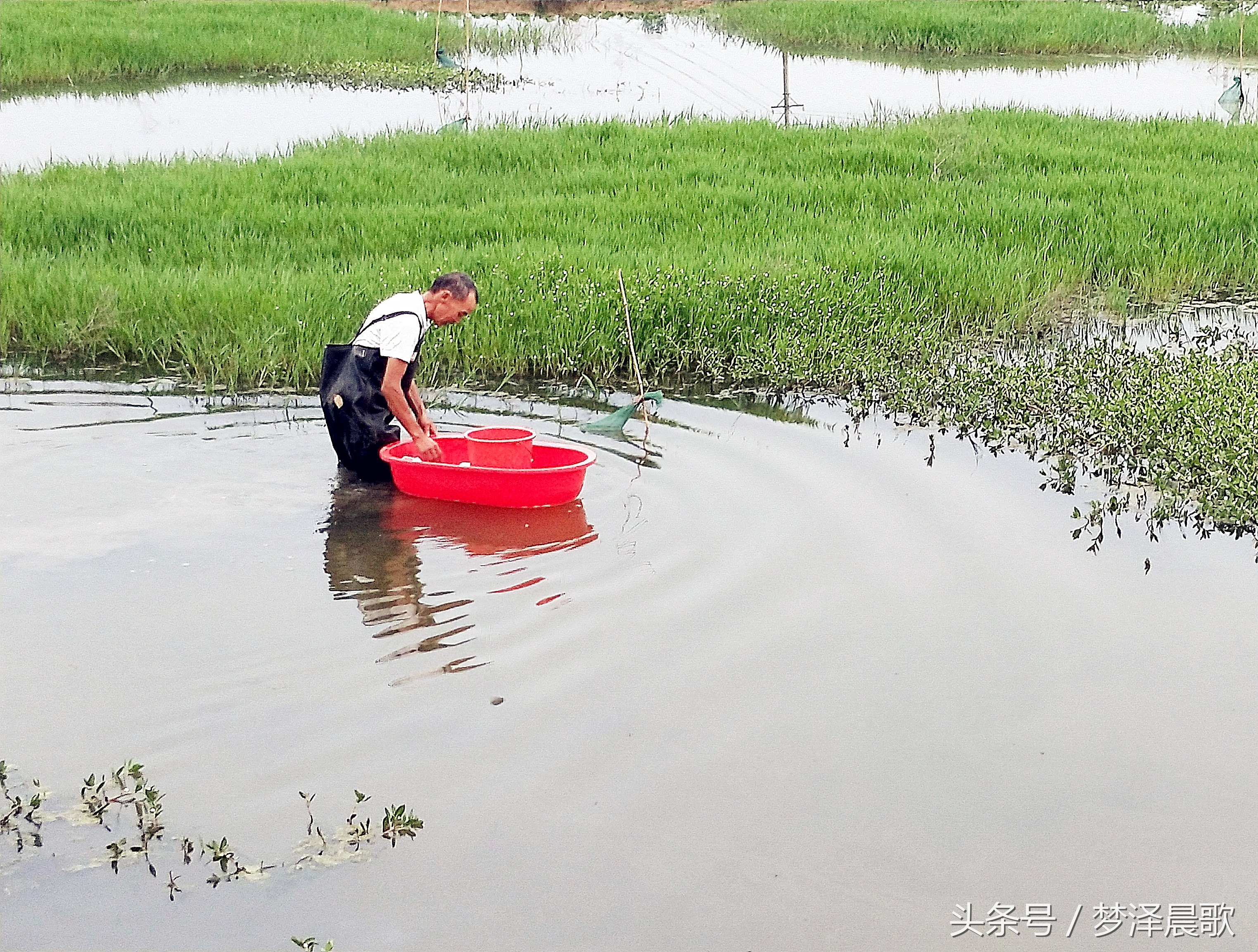 美食炖大龙虾超大的,孤独的美食龙虾