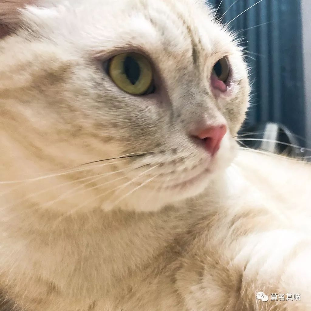 猫杏眼和圆眼的区别图,猫的第三眼睑是什么