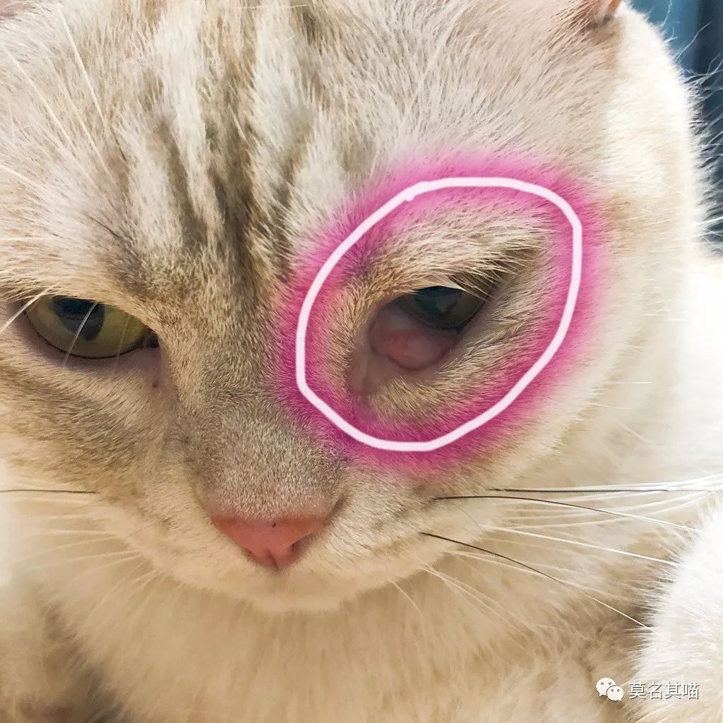 猫杏眼和圆眼的区别图,猫的第三眼睑是什么