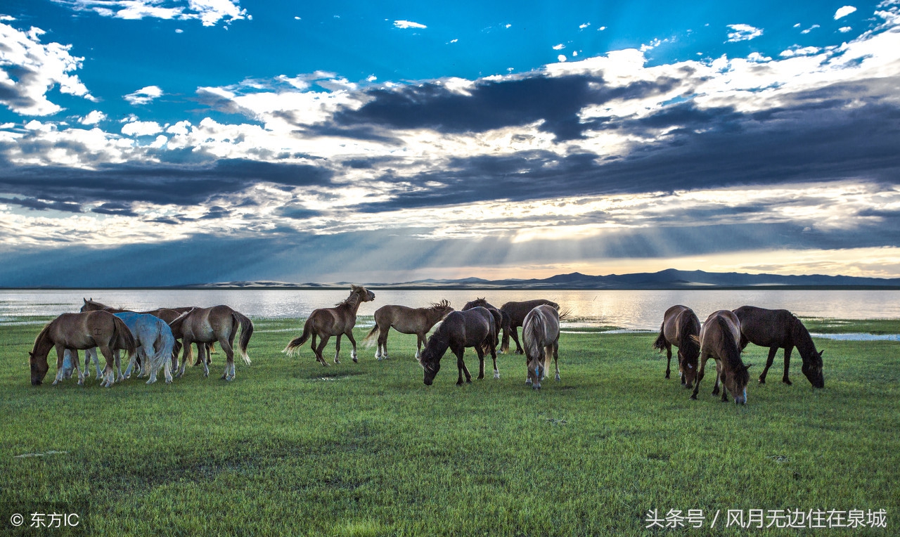 蒙古马和套马图片,蒙古套马绳子教学