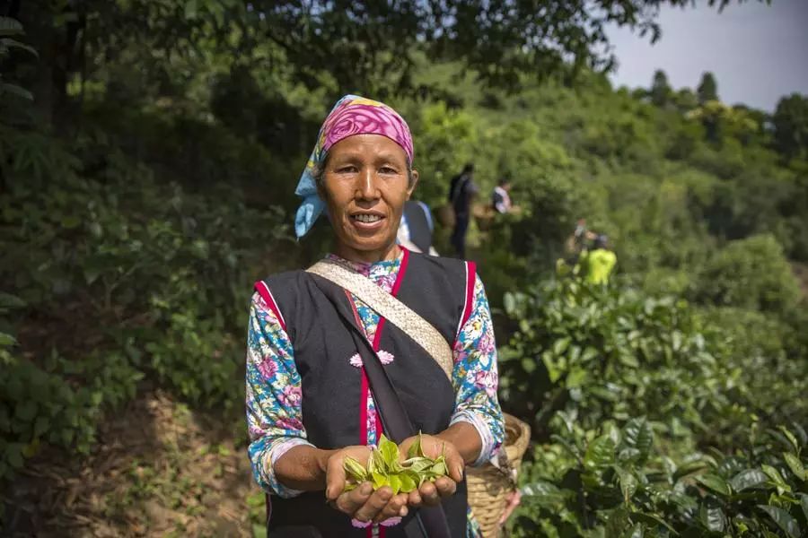 他找来浙大团队,用茶研发洗护用品,成了日本人都在代购的新国货