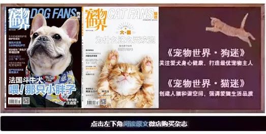 航空托运猫怎么操作,航空托运猫注意事项