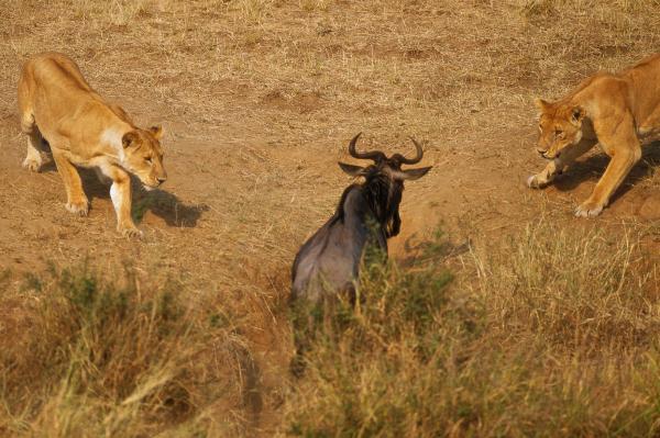《狩猎》当小女孩说出男主的*体下**长木棍一样硬后瞬间成为围猎对象
