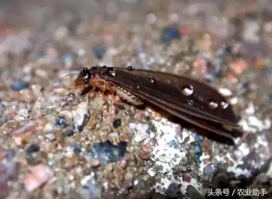 柑橘常见虫害图片大全,柑橘虫害图谱大全来了建议收藏