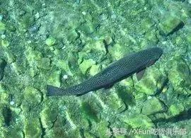 真假三文鱼完整版,真假三文鱼怎么区分