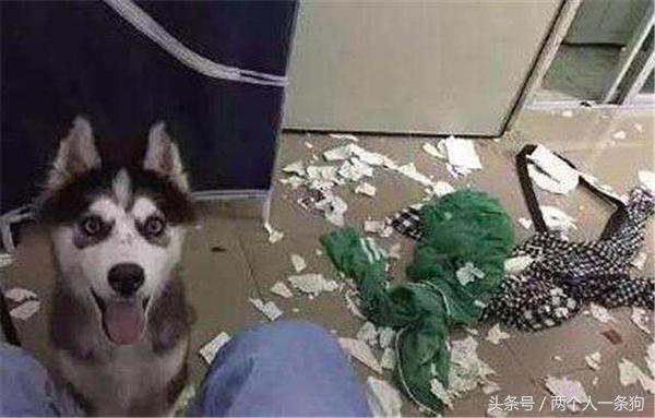 小区里养狗怎样做到跟邻居和谐相处？第一点都做不到就别养狗了