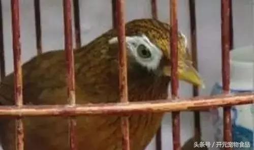 极品画眉鸟头型显示大图,极品画眉斗鸟选择